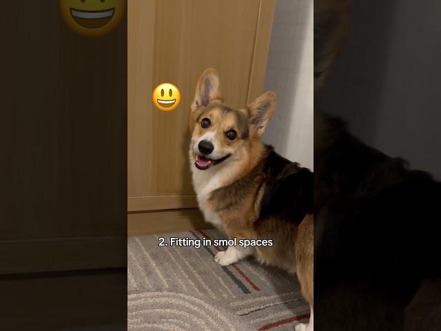 Things corgis are good at