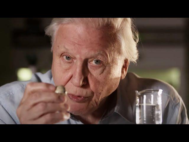 How Are Eggs Made? | Attenborough's Wonder of Eggs | BBC Earth