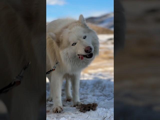 My husky loves to eat in the snow. #husky #short #rawdogfood