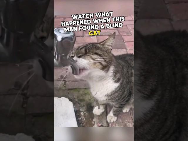 ️Man helps blind cat to drink   #cat  #animals #heartwarming