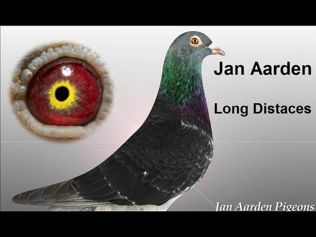 Pigeon Jan Aarden 100 %  Long Distances