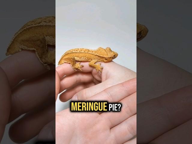 What Do You Think Of My Name Choice For This Gecko?