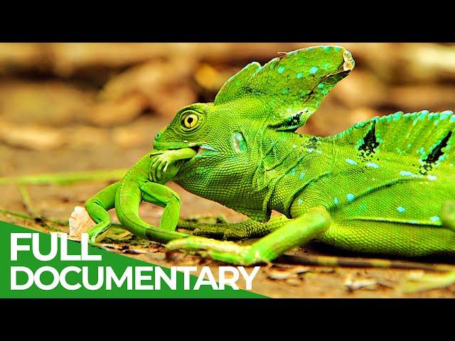 Wildlife Instincts: Survival Techniques - Iguana vs. Basilisk | Free Documentary Nature