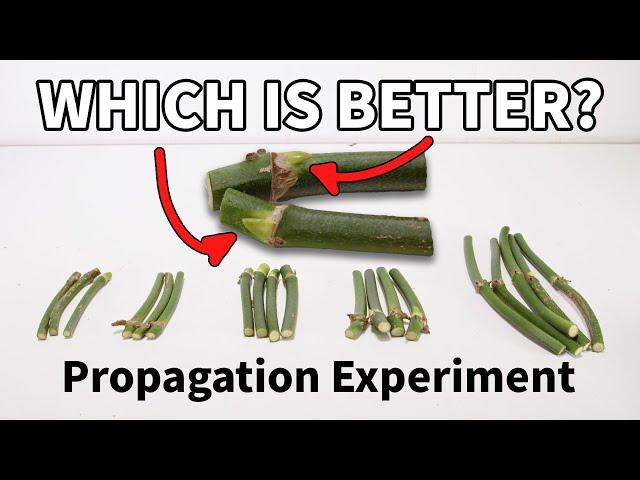 Which Node End Matters When Propagating?