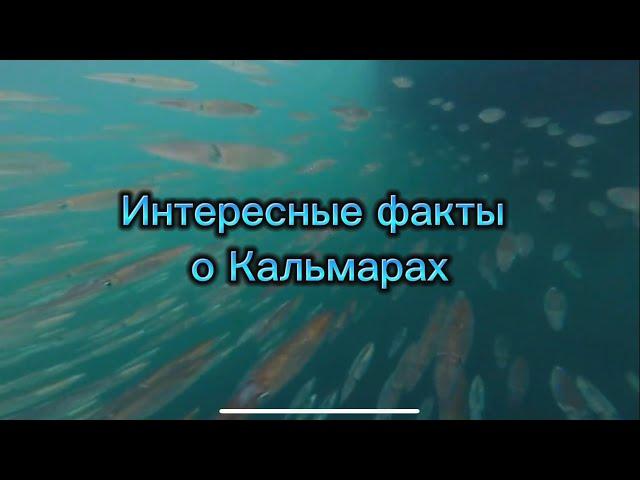 ИНТЕРЕСНЫЕ ФАКТЫ О КАЛЬМАРАХ/ГОЛОВОНОГИЕ МОЛЛЮСКИ//КРАТКО