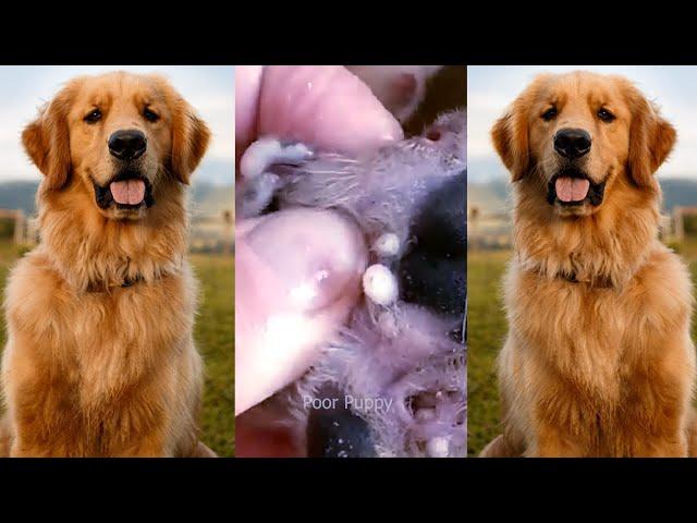 Removing mangoworm in dog | Mangoworms removal in dog #2