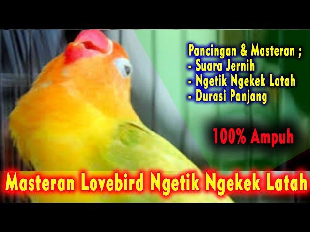 Pancingan Masteran Lovebird Latah Ngekek Durasi Panjang | Di Jamin Ampuh Suara Jernih