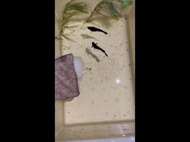 Breeding Betta Imbellis