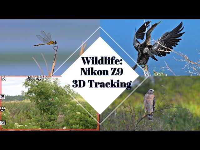 Wildlife: Nikon Z9 3D Tracking