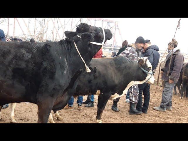 Молбозор Курбоншахид  Букахои зоти