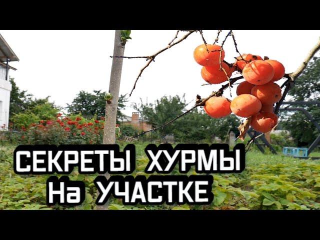 ХУРМА на Участке - Посадка и Уход за Хурмой - КОГДА ПРОБУЖДАЕТСЯ ХУРМА и Почему Хурма Сухая