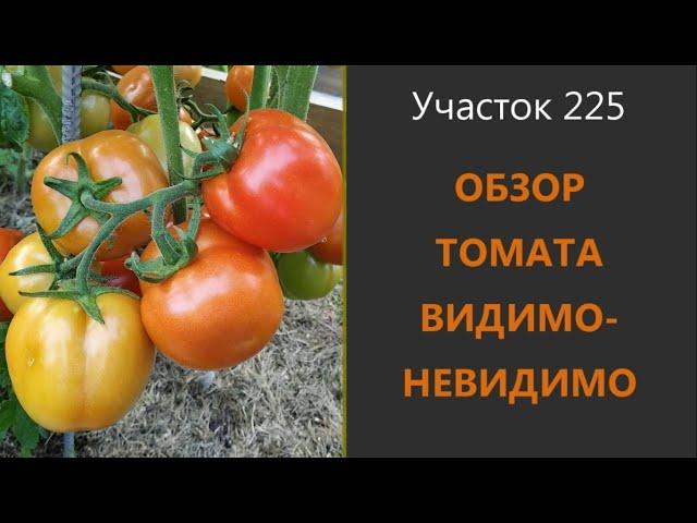 Томат Видимо - Невидимо. Не подтвердил свой статус.