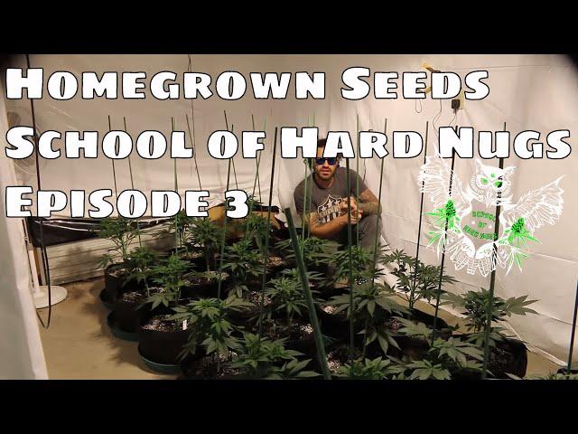 School of Hard Nug's Homegrown Seeds Episode 3