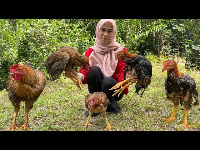 BELI AYAM KAMPUNG …