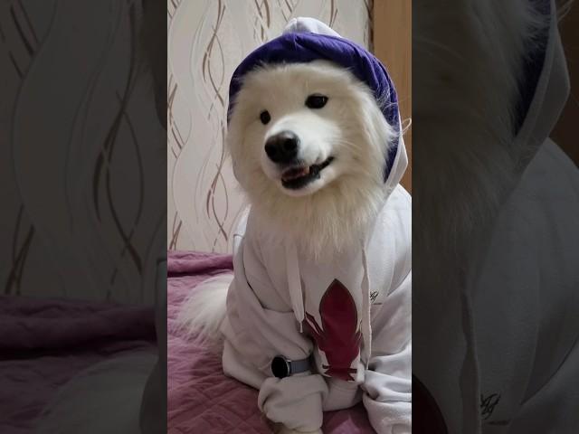 This Dog Gon' Give It To Ya  #samoyed #самоед #pets #dogs #smartdog #whitedog