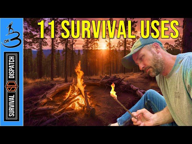 11 SURVIVAL USES You Should Know About This Tree!