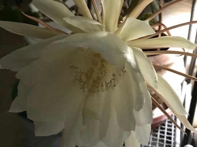 Canning Lemon Garlic Green Beans and Picture of Night Blooming Cerius