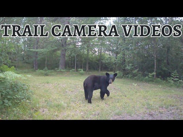 Summer Creatures of WI - Trail Camera Videos