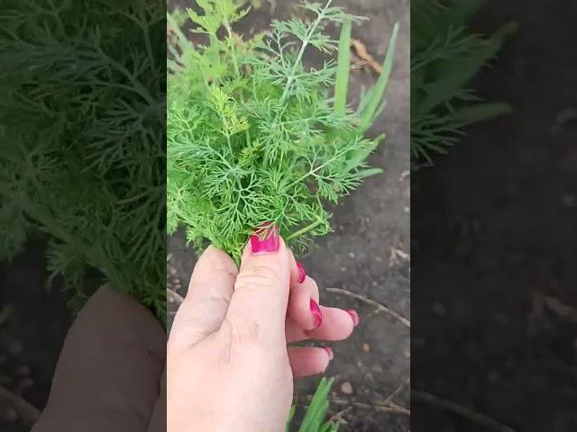 Вот такая Кубань  в ноябре  #кубань #краснодарскийкрай #ноябрь