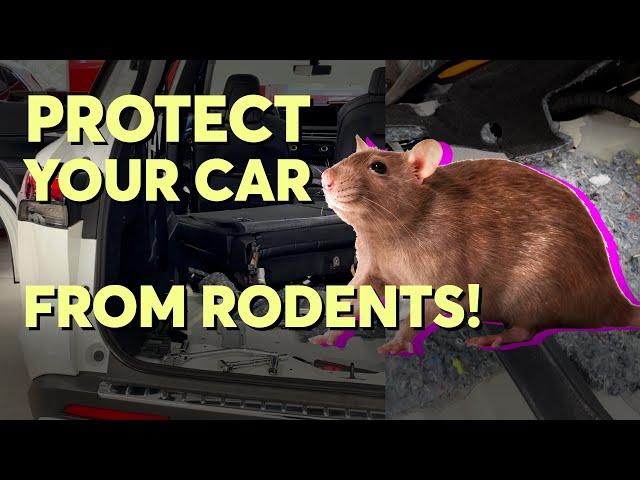 How to Protect Your Car From Rodents | Consumer Reports