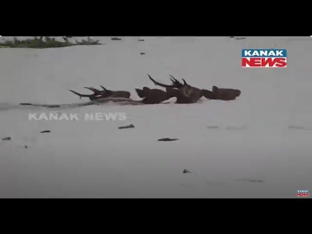 Golaghat: Flood Situation Persists In Kaziranga National Park, In Assam