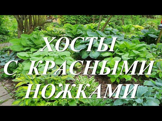 Обзор моих хост с красными ножками