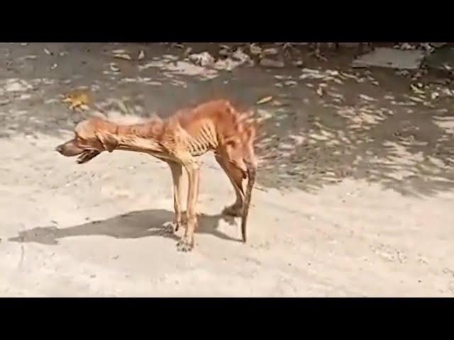 AMAZING TRANSFORMATION Of Skinny Dog Standing On The Street Looking For Human Love