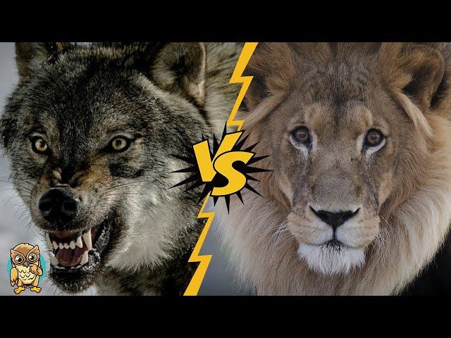 Wolf vs. Lion: Who Would Win in a Fight?