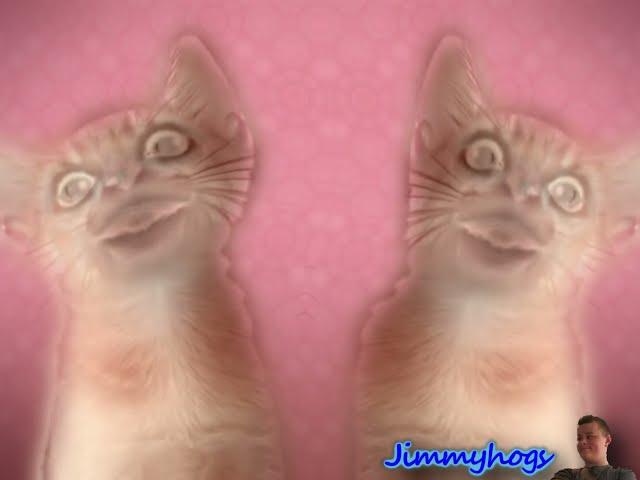 Preview 2 Numa Cat Upside Down Effects