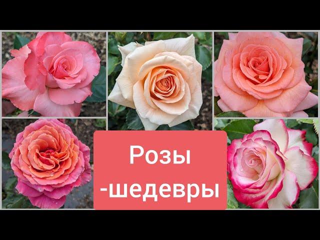 Розы-шедевры у каждого свои. А кто ваши розовые фаворитки? 6 июля 2023 г.