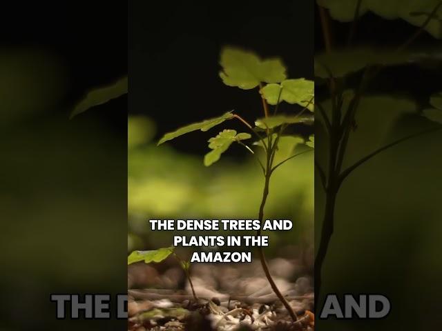 THE AMAZON RAINFOREST: THE LUNGS OF THE EARTH | THE NARRATIVE NOOK
