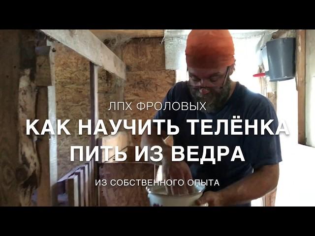 Как научить телёнка пить из ведра