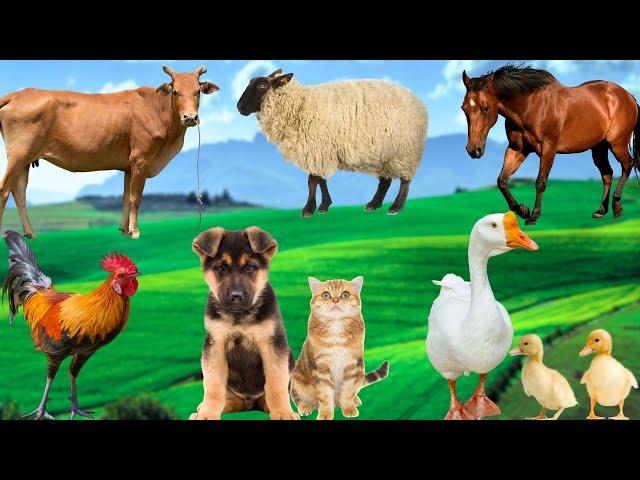 Farm Animal Sounds - Cows, Sheep, Ducks, Dogs, Cats - Animal Discovery