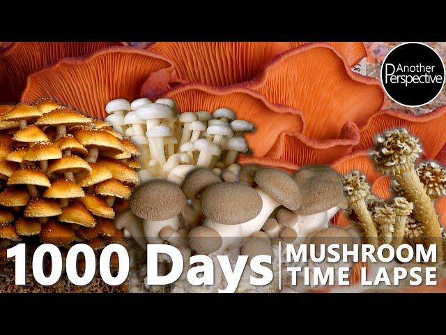 1000 Days Mushroom Growth Time Lapse | Another Perspective