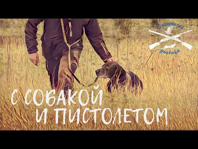 Натаска легавой по куропатке. (Охотничий Дневник №7)