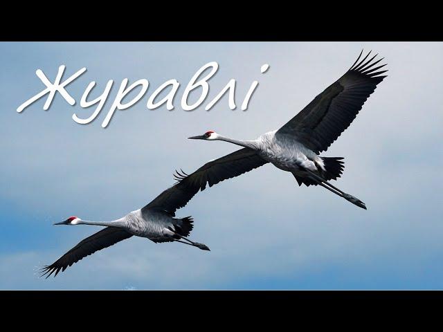 Десь далеко журавлі полетіли | ВПЕРШЕ українською мовою славнозвісна пісня "Журавли"