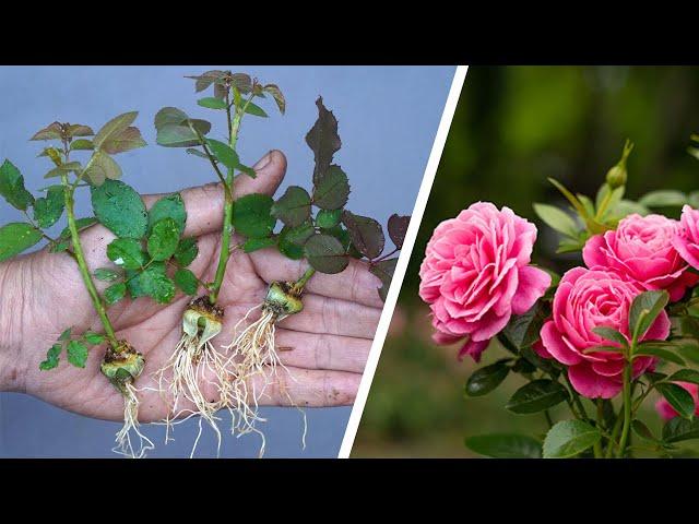 The method of growing roses from buds the whole world does not know | How to propagation Roses