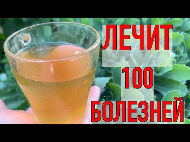 ЛЕЧИТ 100 БОЛЕЗНЕЙ: печень, почки, бронхит, грипп, кашель, чистит кровь, укрепляет иммунитет