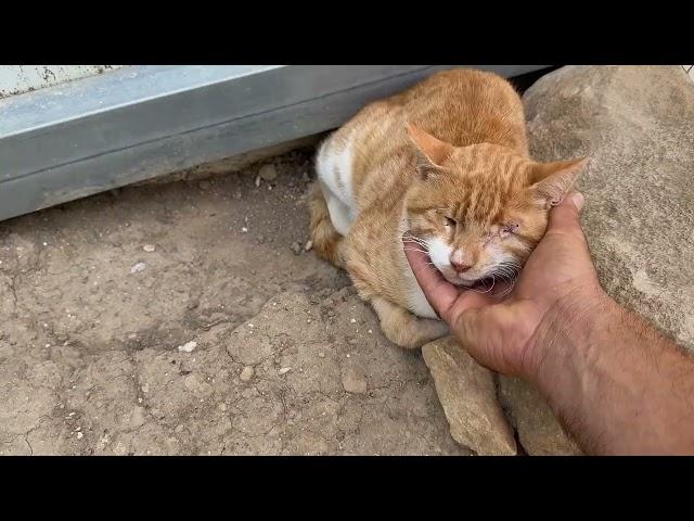 No One Wants to Adopt Stevie Because He's Blind! - Takis Shelter