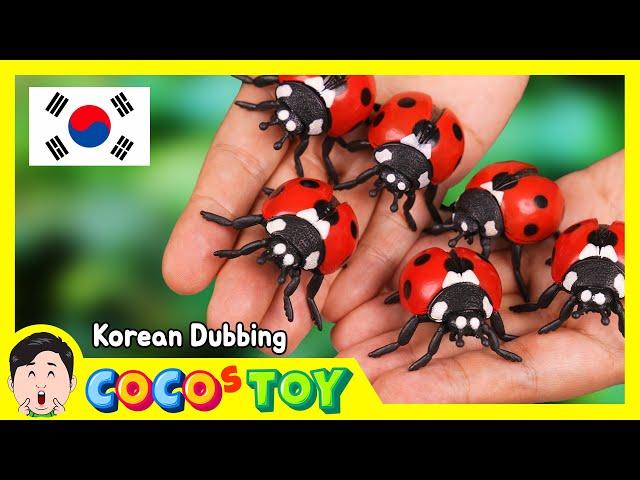 한국어 더빙｜집에서 곤충알 부화시키기｜곤충 키우기, 곤충알 부화｜꼬꼬스토이