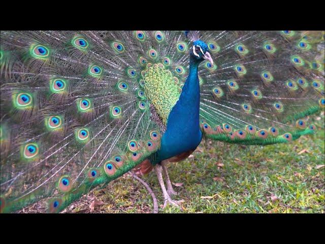 Звук павлина, крик павлина, голос павлина | Sound peacock, peacock cry, voice peacock