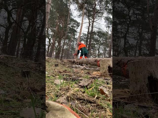 Stihl Fällheber im Einsatz