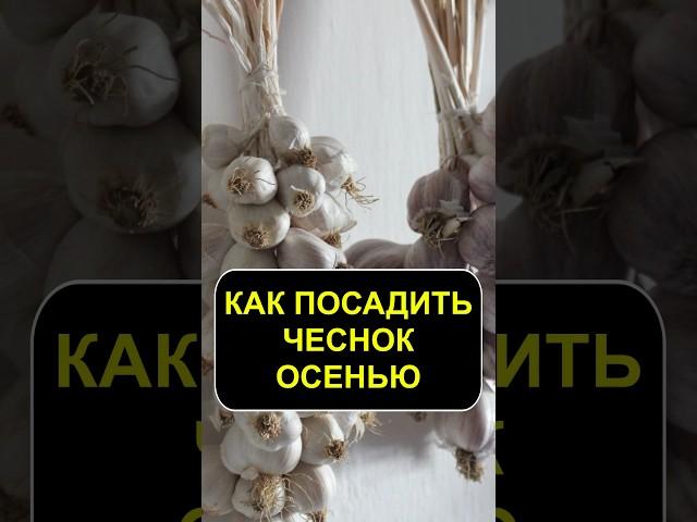 КАК посадить чеснок осенью #сад #огород #садоводство #урожай