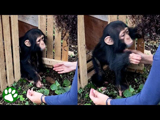 Baby chimp throws himself into rescuer's arms