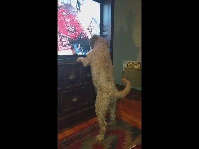 Dog Gone Wild for Tv Puppies