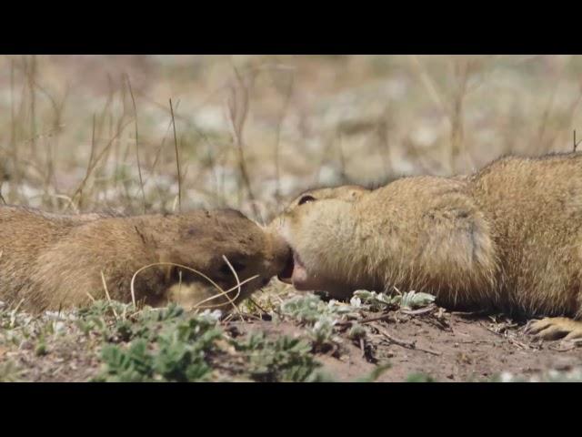 PRAIRIE DOG MANOR