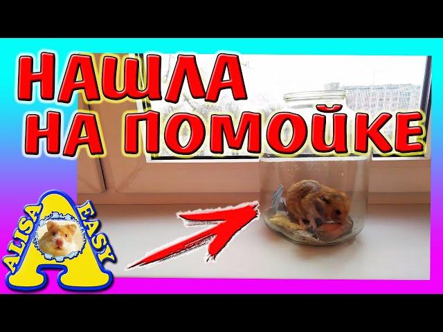 ВЫБРОСИЛИ ХОМЯКА НА ПОМОЙКУ / НАШЛА ХОМЯЧКА НА УЛИЦЕ / СПАСЕНИЕ ХОМКИ / Alisa Easy Pets