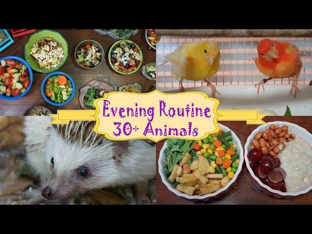 Evening Routine Feeding My Pets