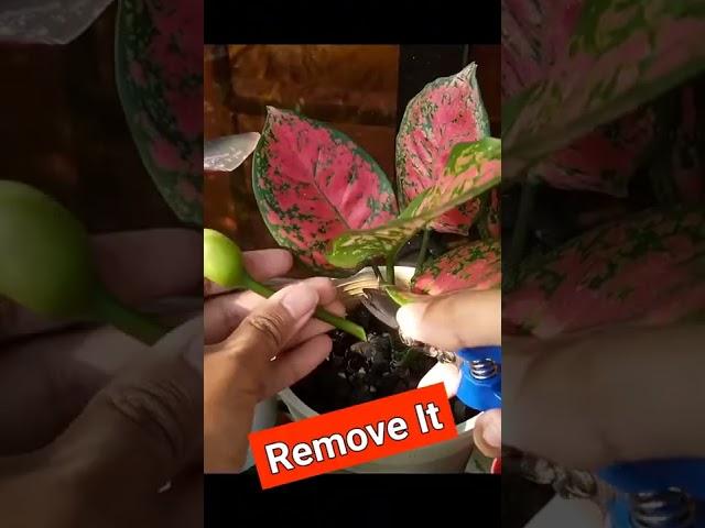 UNTOLD Aglaonema Plant Care TIPS!