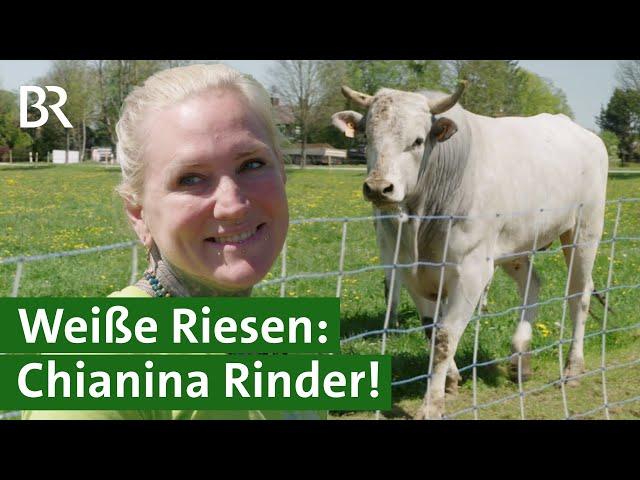 Besondere Rinder-Zucht: Chianina – Die größten Rinder der Welt | Unser Land | BR